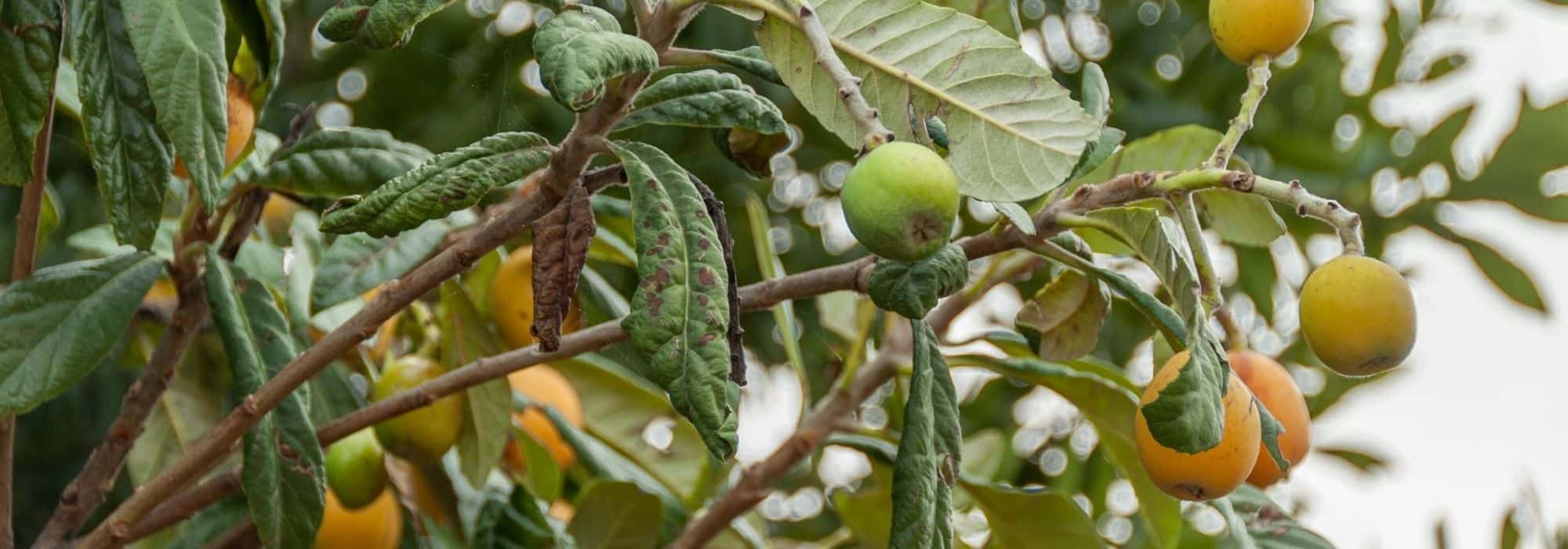 How to prune medlar trees?