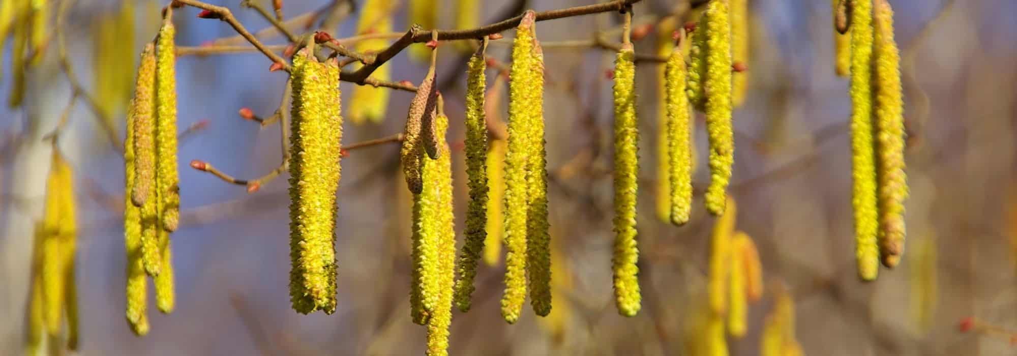 How to pair the hazel tree?