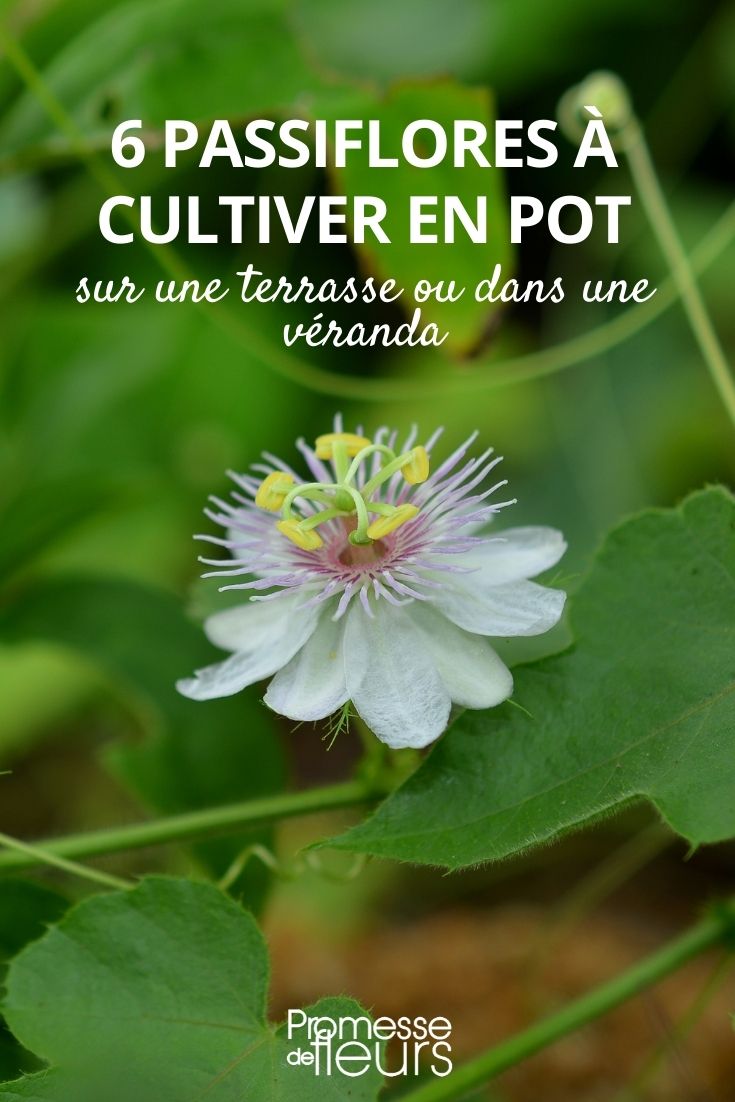 Cultivating Passionflower in a Pot