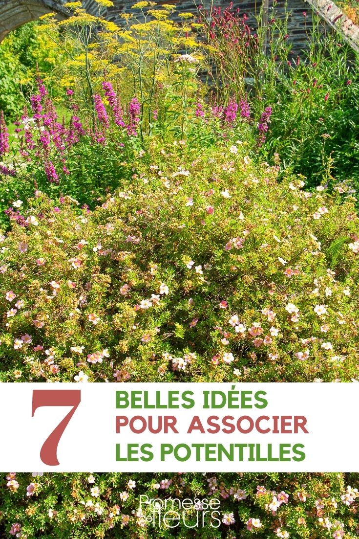 potentilla-companion