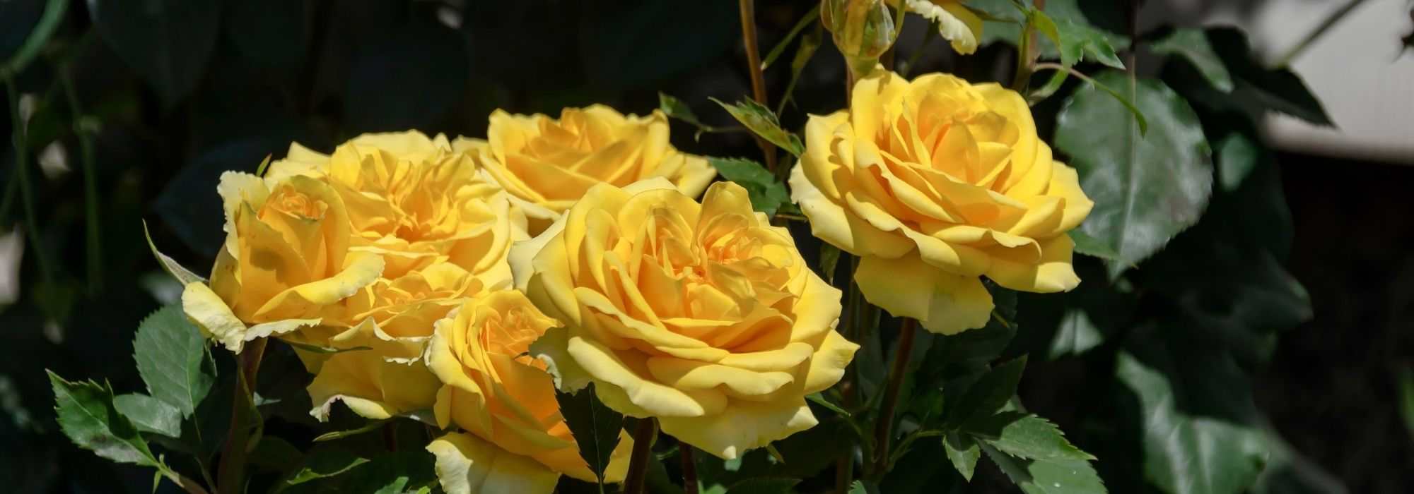 6 bush roses with large yellow flowers
