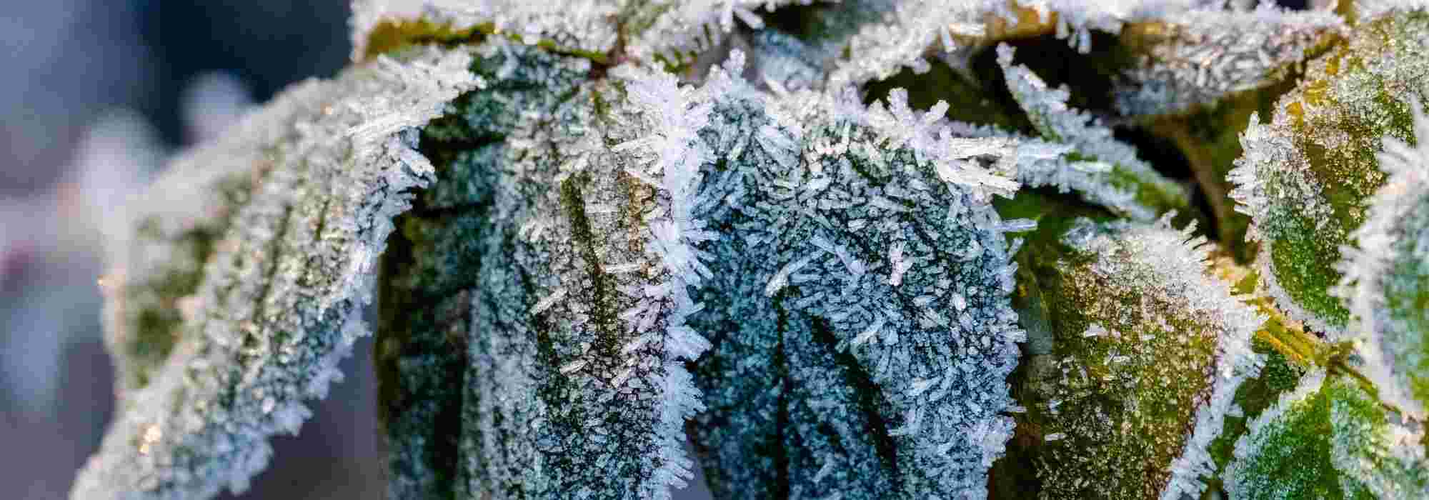 Planting a rosebush in very cold climate