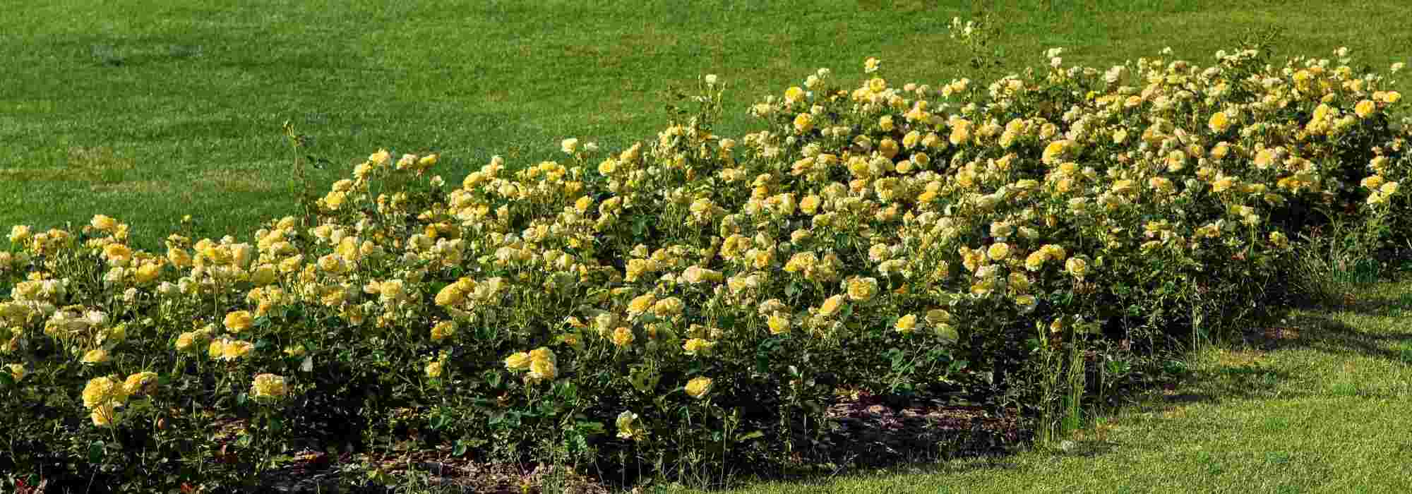 6 yellow flowering groundcover roses