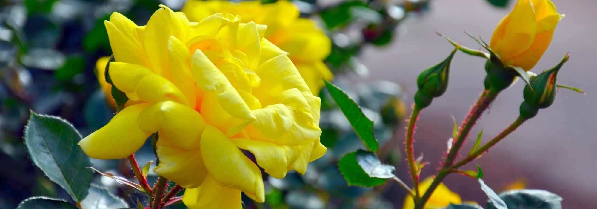 5 climbing roses with yellow flowers