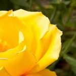 7 fragrant yellow roses