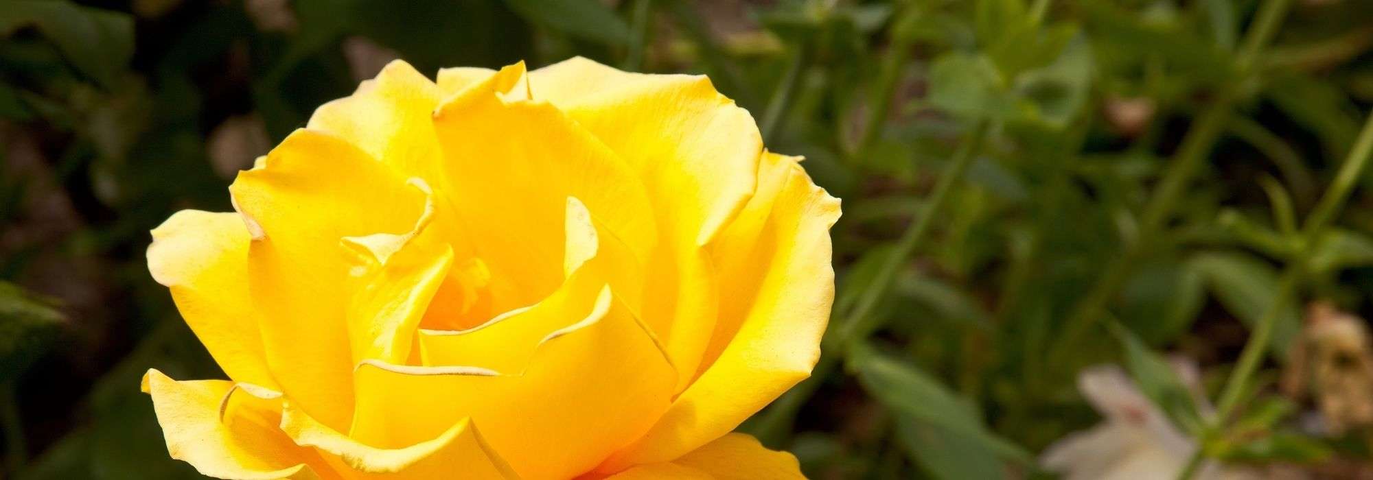 7 fragrant yellow roses