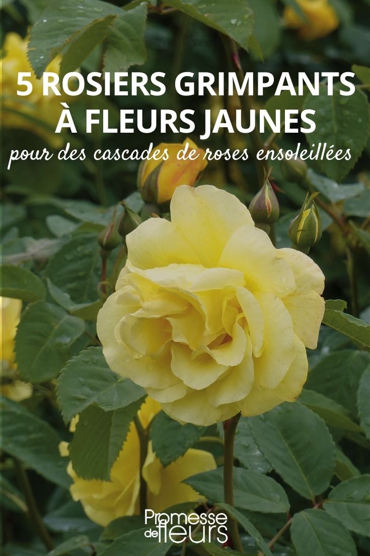 yellow climbing roses