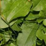 Growing sorrel in pots