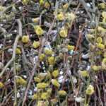 Pairing ideas with willows