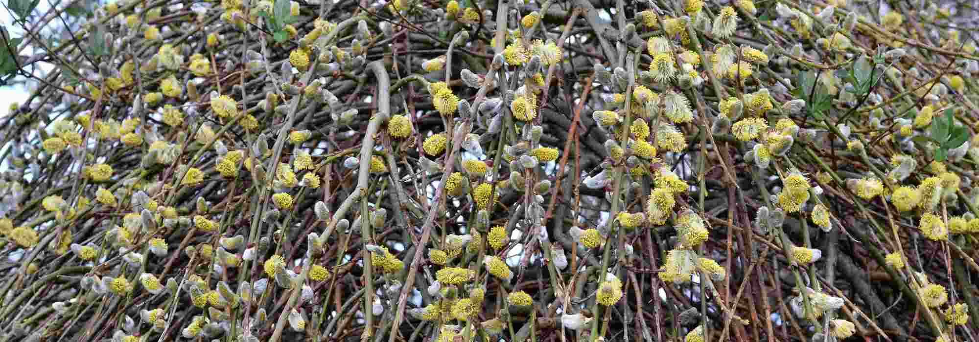 Pairing ideas with willows