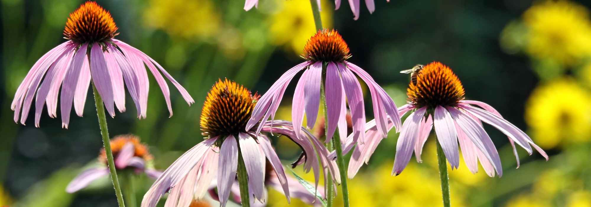 6 secrets to successfully grow Echinaceas