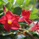 How to prune dipladenia?