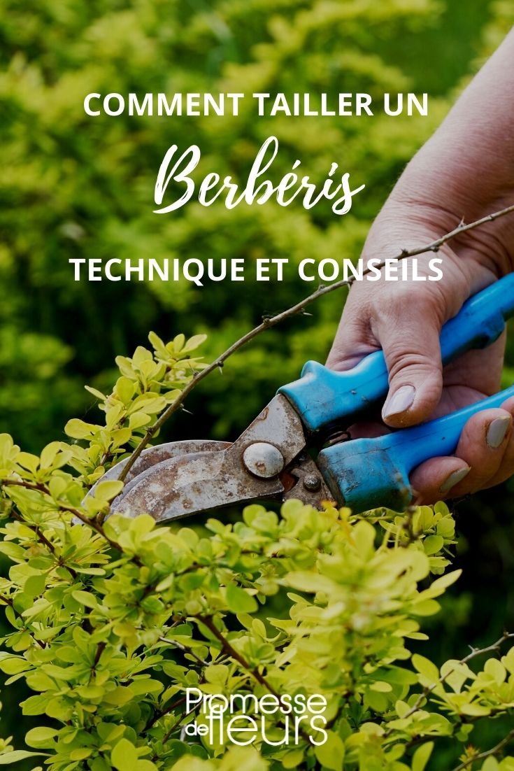 Pruning a Berberis