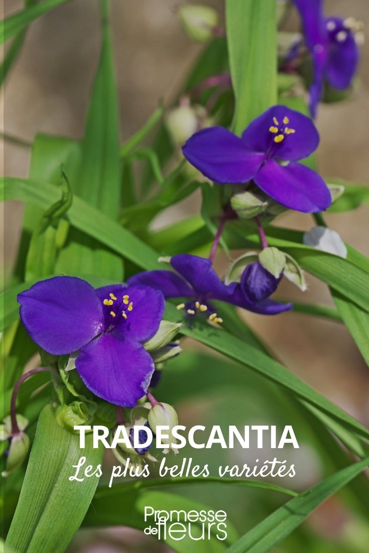 Tradescantia: The Most Beautiful Varieties