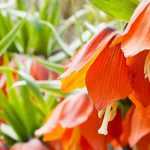 7 spring bulbs with orange flowers that you must have in your garden