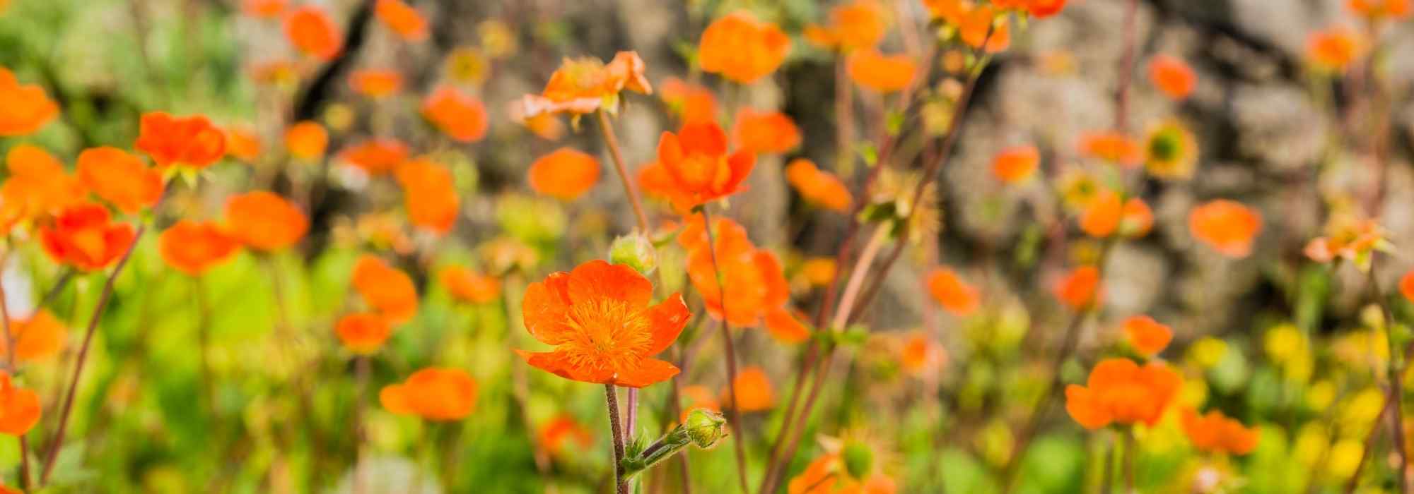 8 orange-flowered perennials to have in your garden