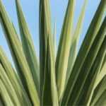 Yucca elephantipes: how to grow it?