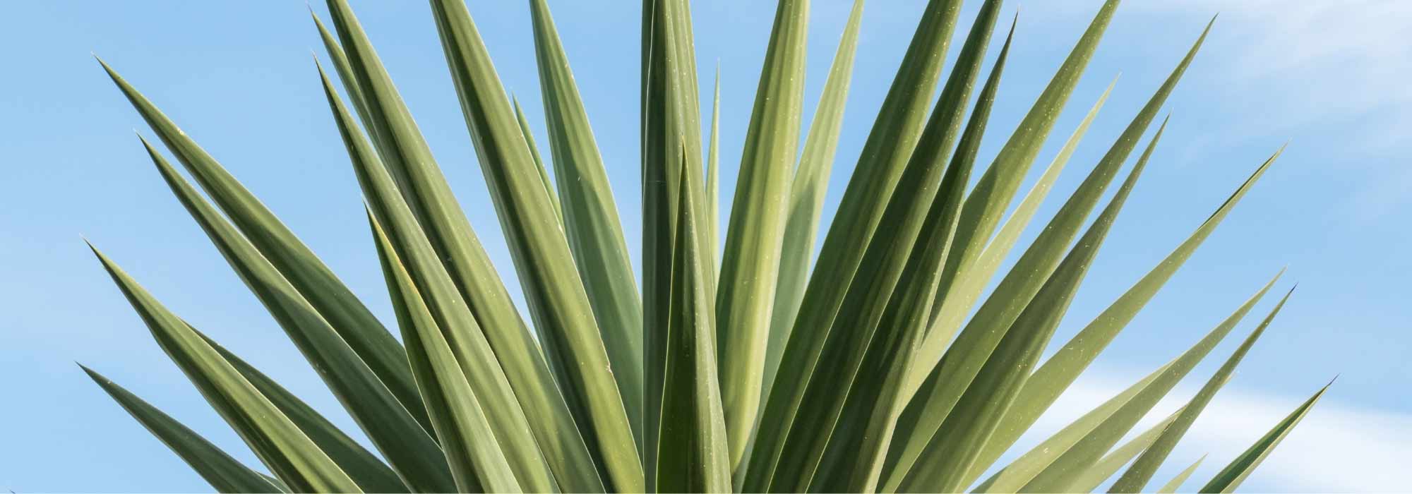 Yucca elephantipes: how to grow it?