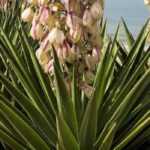 The most beautiful yuccas