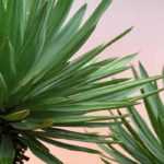 Growing a yucca in a pot