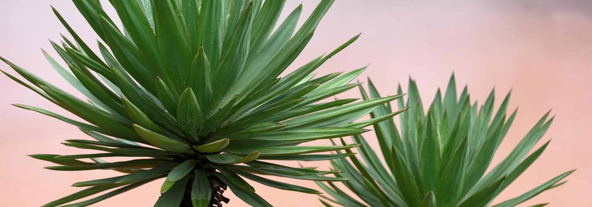 Growing a yucca in a pot