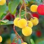 Pairing ideas with the strawberry tree