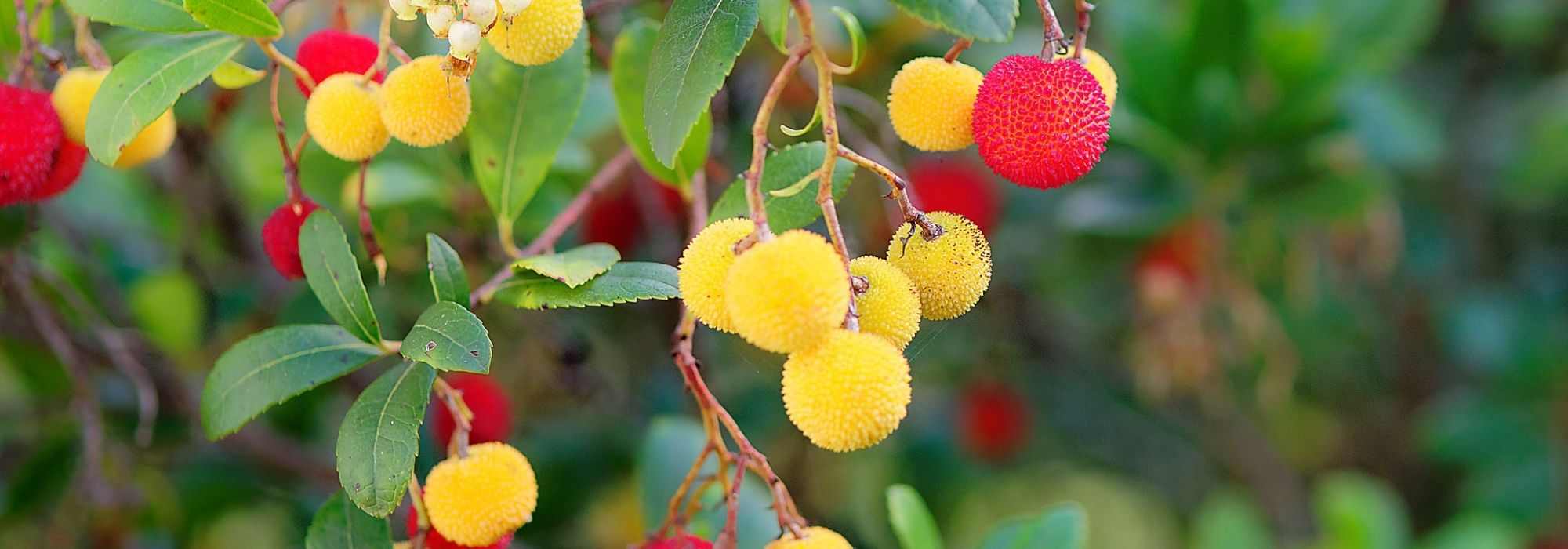 Pairing ideas with the strawberry tree