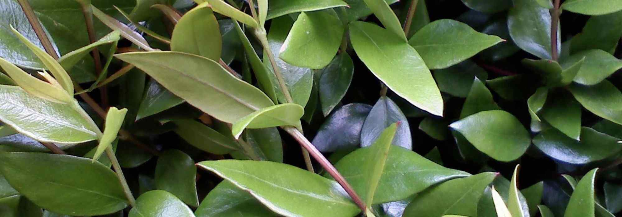 9 shrubs for dry soil