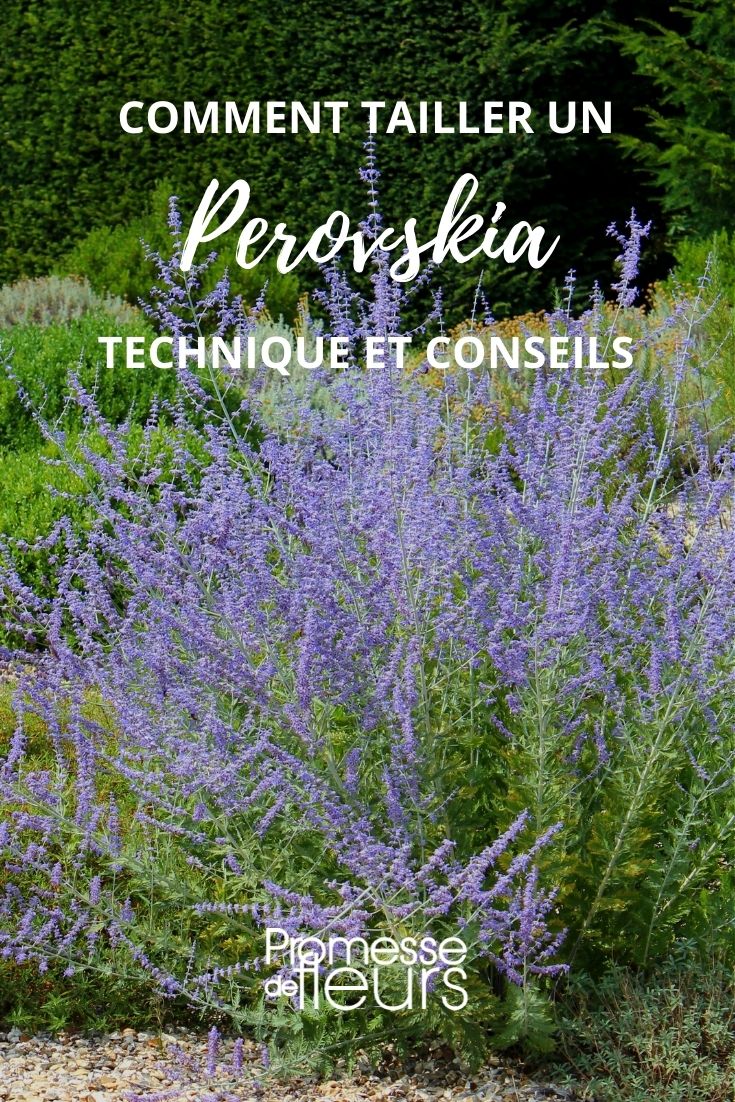 Pruning Russian Sage (Perovskia)