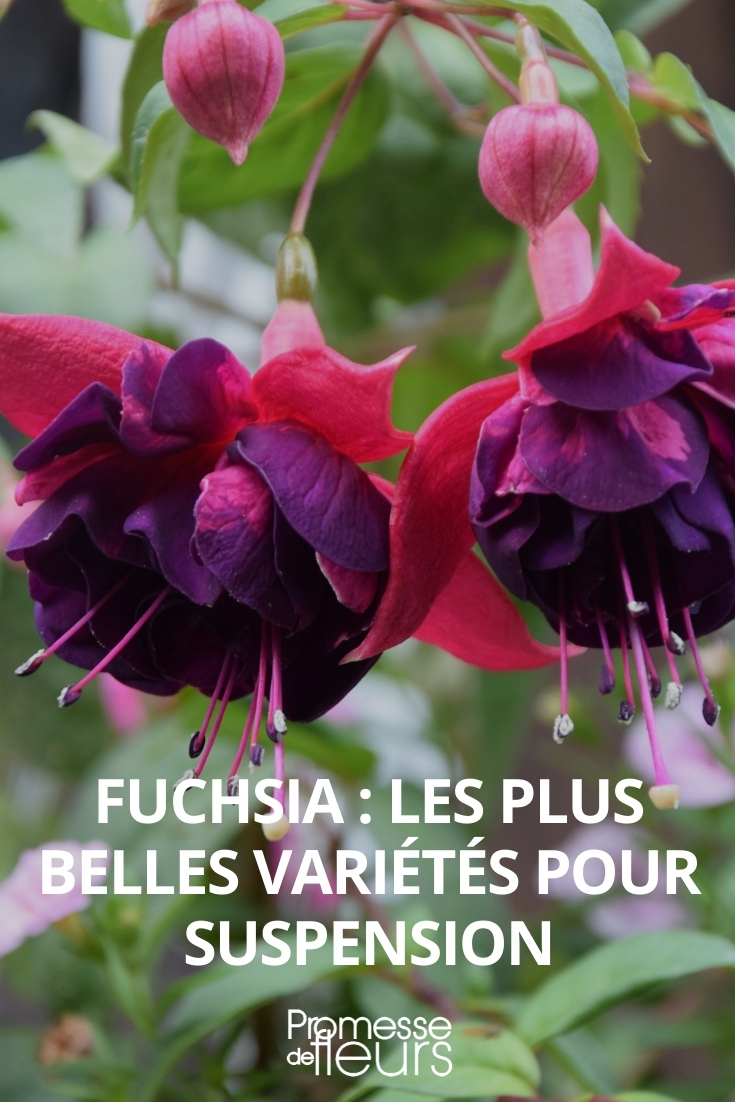 Fuchsias for Hanging Baskets