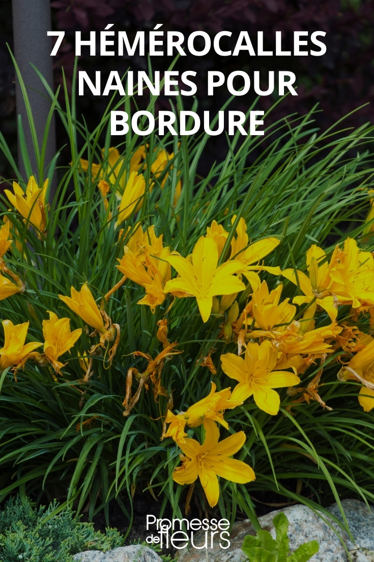 Daylily Hemerocallis of small size