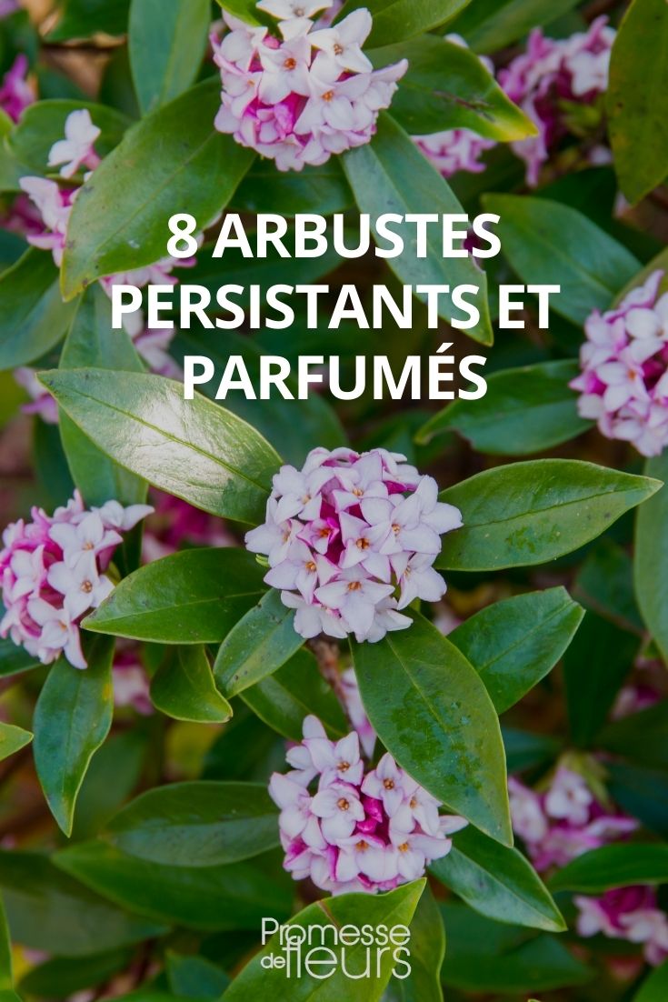 8 Fragrant Evergreen Bushes (1)