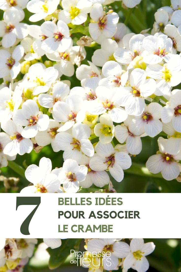 How to Pair Crambe cordifolia with Crambe maritima

Pairing plants in the garden can often be a delightful yet challenging task. Today, let's explore how to effectively combine Crambe cordifolia, commonly known as giant sea kale, with Crambe maritima, known as sea kale.

### Location and Soil Preferences

Both Crambe cordifolia and Crambe maritima thrive in well-drained soil, but their location preferences slightly differ. Crambe cordifolia prefers a sunny spot, whereas Crambe maritima can tolerate and even appreciates a bit more shade. When planting these together, choose a location that receives partial sun, ensuring that both plants receive their ideal amount of light.

### Complementary Features

The architectural form of Crambe cordifolia, with its large, heart-shaped leaves, beautifully contrasts with the more compact and bushier nature of Crambe maritima. This contrast can create an appealing visual texture in your garden. Additionally, the white blooms of both species, which appear in early summer, will complement each other, enhancing the overall aesthetic.

### Watering and Care

Both plants require moderate watering, with a focus on avoiding waterlogged conditions. During dry spells, ensure they receive enough water to keep the soil moist but not soggy. A layer of mulch can help maintain soil moisture and temperature, benefiting both plants.

### Companion Planting

When pairing these two, consider their growth patterns and space requirements. Crambe cordifolia can grow quite large, up to 2 metres high and wide, whereas Crambe maritima is more contained. Ensure there is enough space between them to allow for growth and air circulation, which will prevent any potential disease issues.

### Aesthetic Considerations

For a harmonious look, consider the overall design of your garden. These plants can serve as excellent backdrops for lower-growing, colourful perennials or as part of a border with other seaside or drought-tolerant plants. Their robust nature and striking foliage make them excellent choices for a focal point in a coastal-themed garden.

By considering these aspects, you can successfully pair Crambe cordifolia with Crambe maritima, creating a visually appealing and healthy garden environment. Happy gardening!