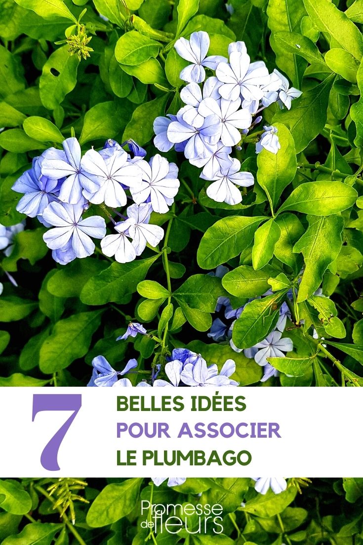 plumbago garden terrace border