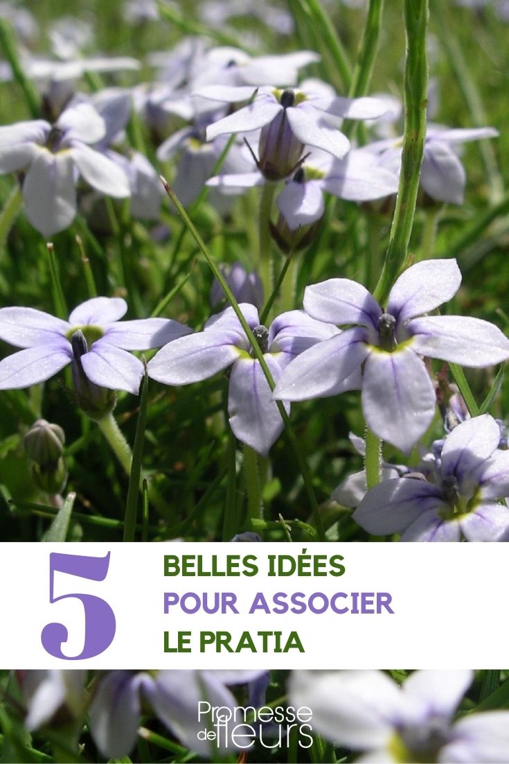 ground cover plant associations