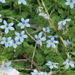 Pairing ideas with Pratia