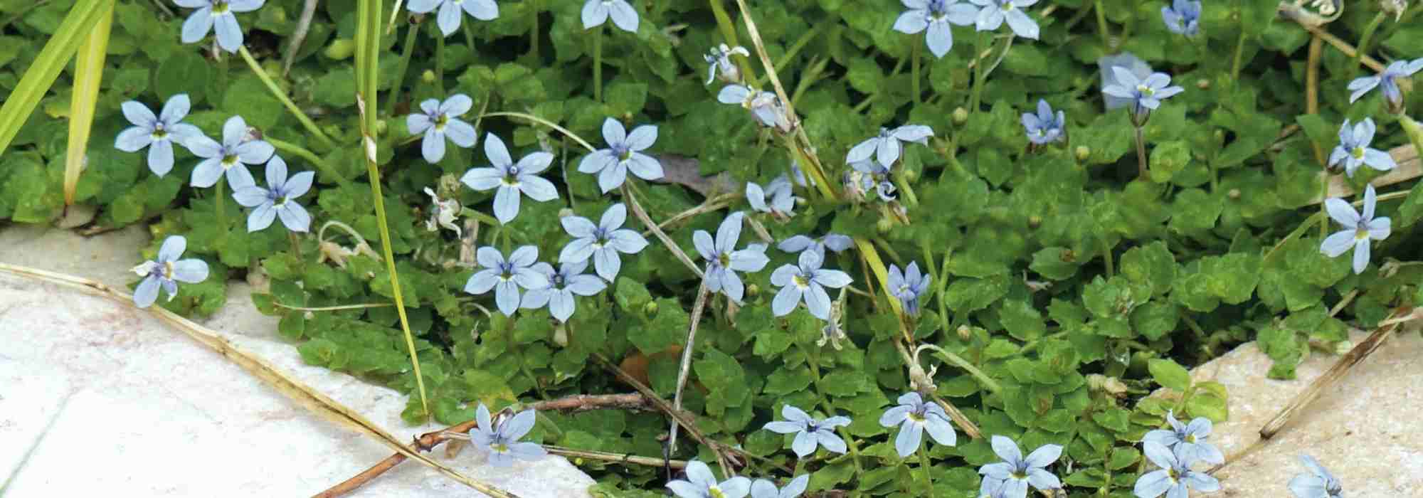 Pairing ideas with Pratia