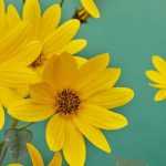 Pairing ideas with helianthus