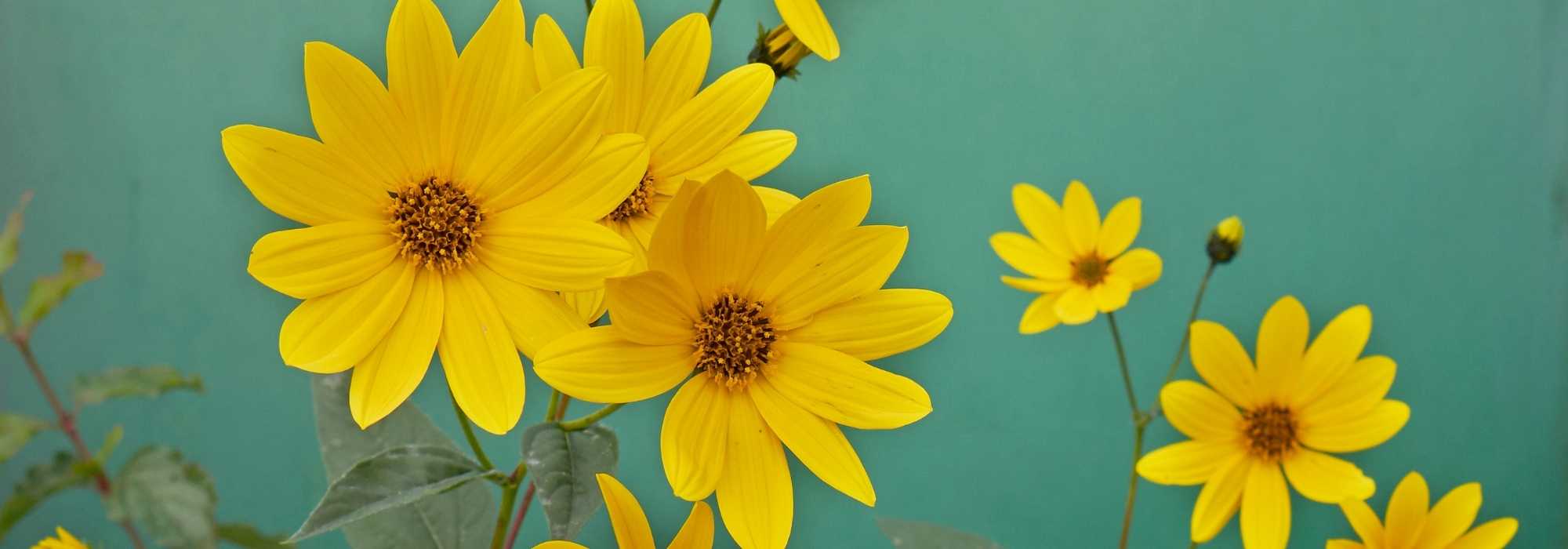 Pairing ideas with helianthus