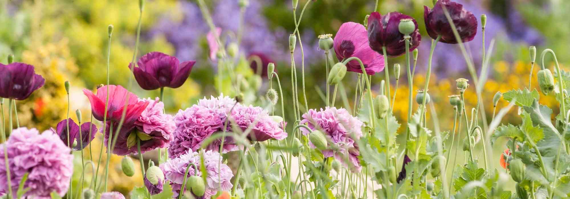 Pairing Pink Flowers