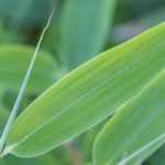 6 non-running fast-growing bamboos