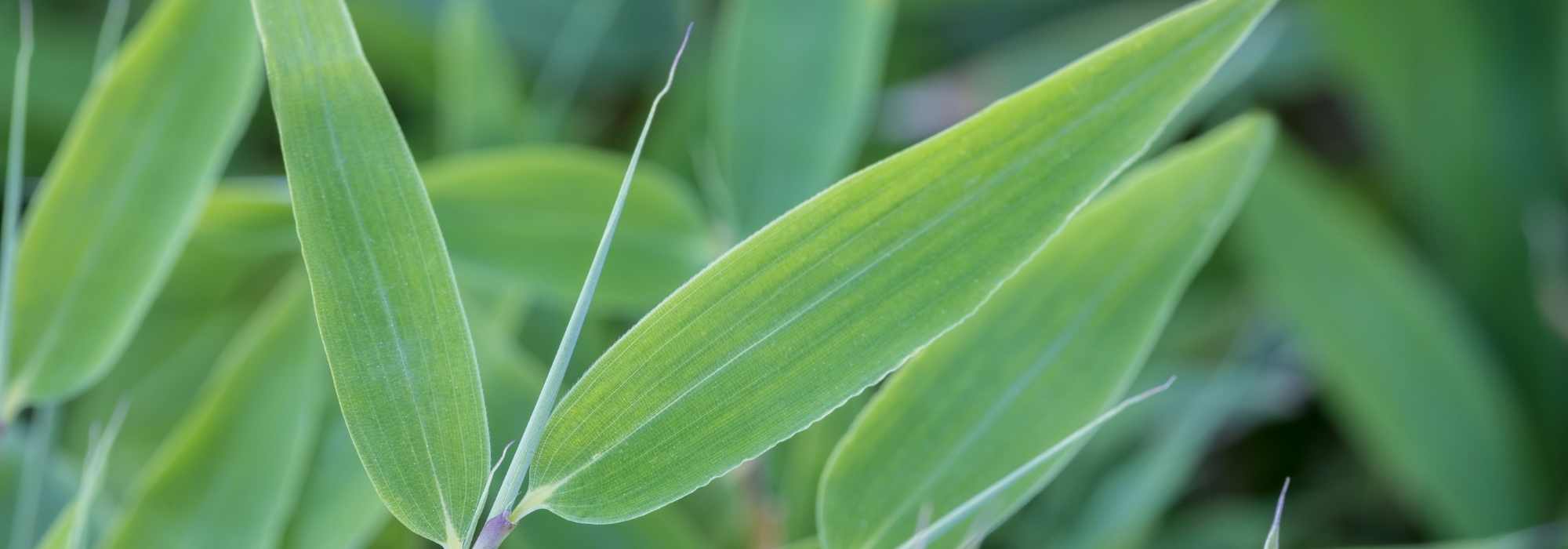 6 non-running fast-growing bamboos