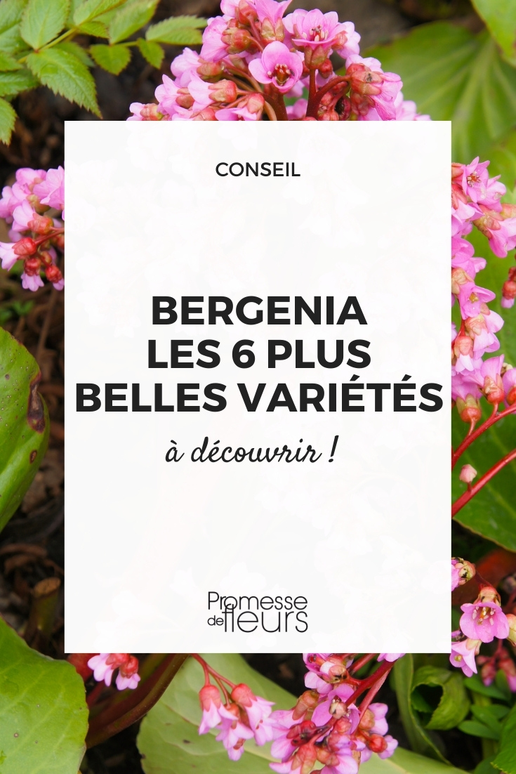 Bergenias: Varieties to Discover