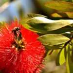 Propagate Callistemon