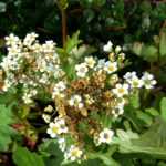 The Boykinia: planting, cultivating and maintaining