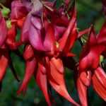 Clianthus puniceus, lobster claw: planting and growing