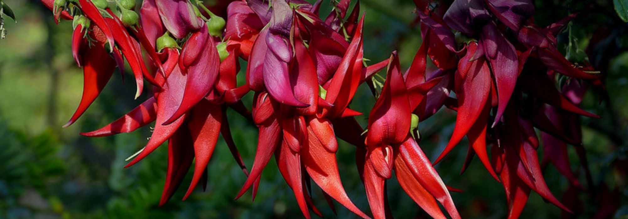Clianthus puniceus, lobster claw: planting and growing