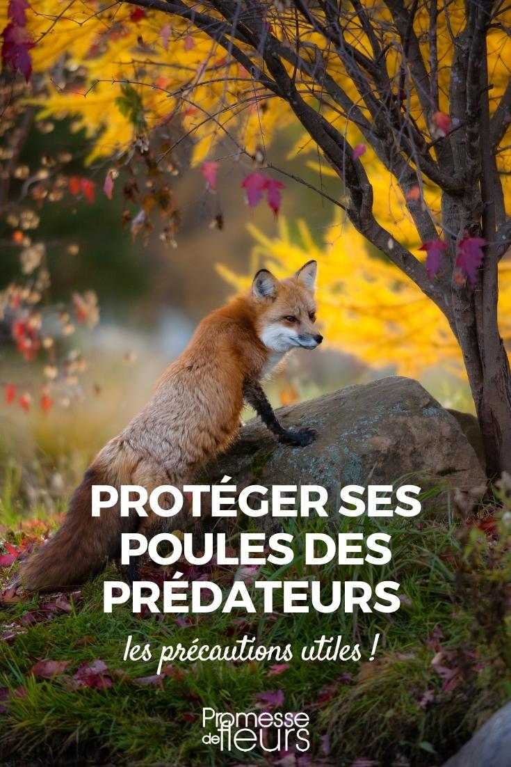 chickens, chicken coop, predators, fox, marten, weasel