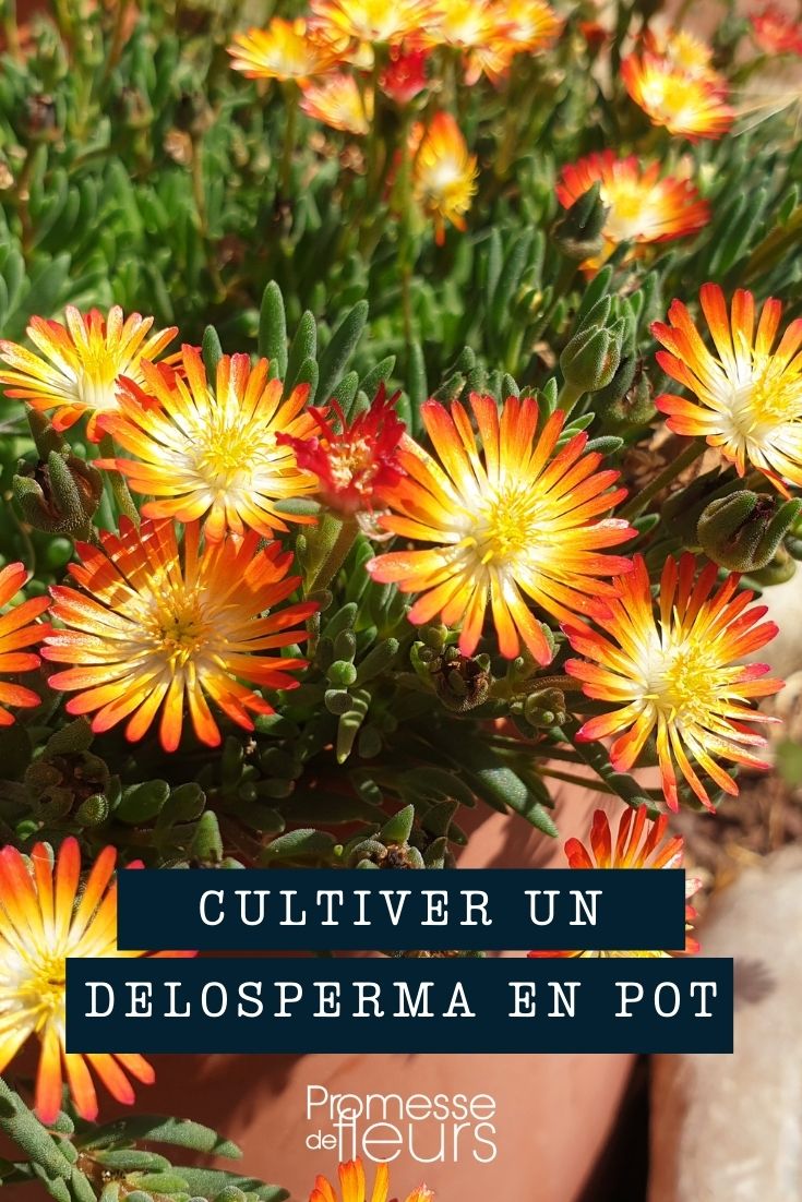 Cultivating Delosperma in Pots and Planters