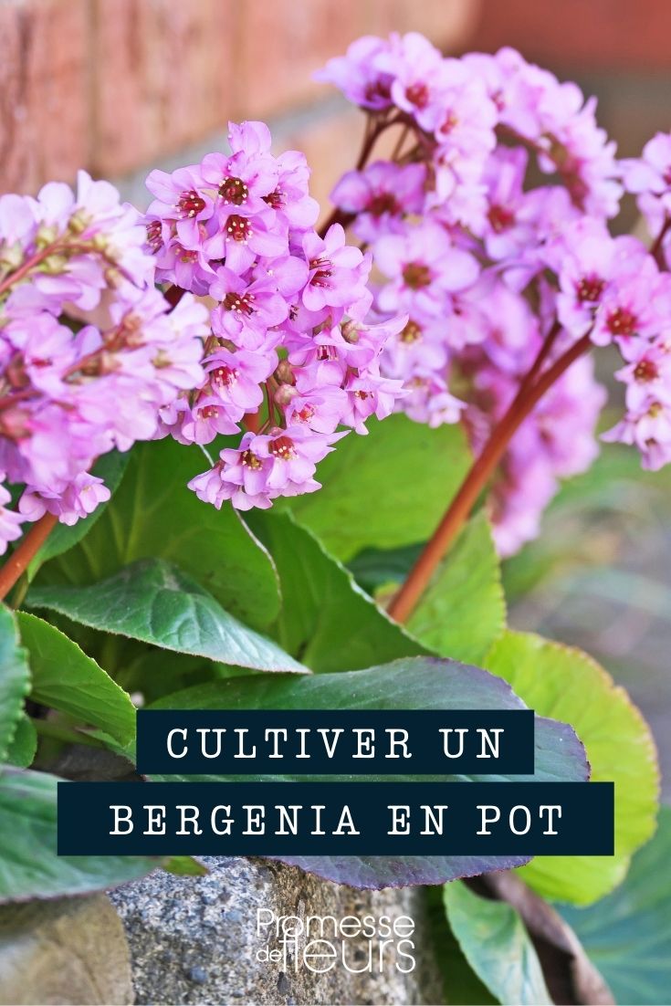 Cultivating Bergenia in Pots and Planters